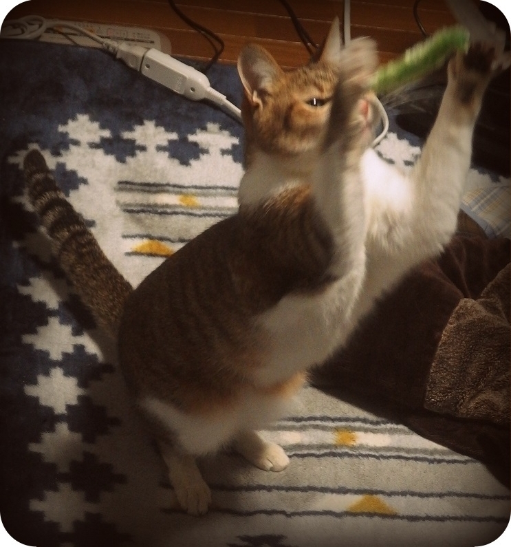 f:id:Tomy103103:20170120224143j:plain