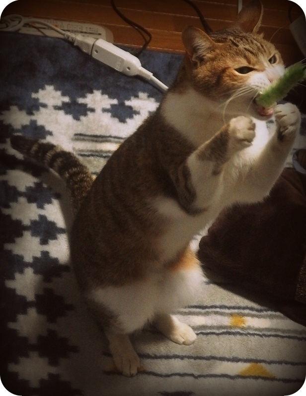 f:id:Tomy103103:20170120224144j:plain