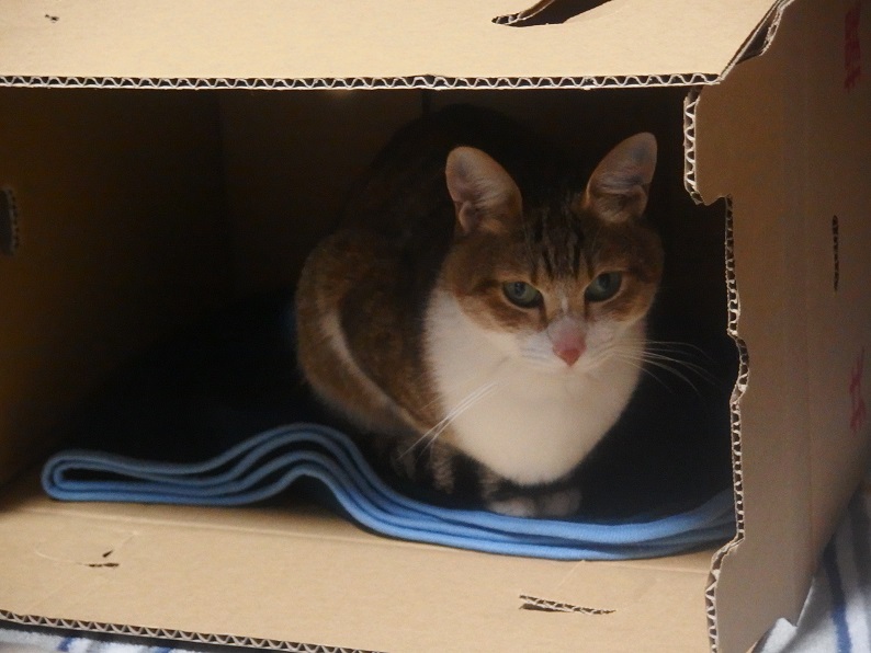 f:id:Tomy103103:20170126220910j:plain