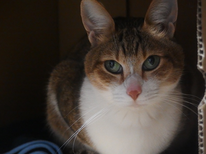 f:id:Tomy103103:20170126220911j:plain