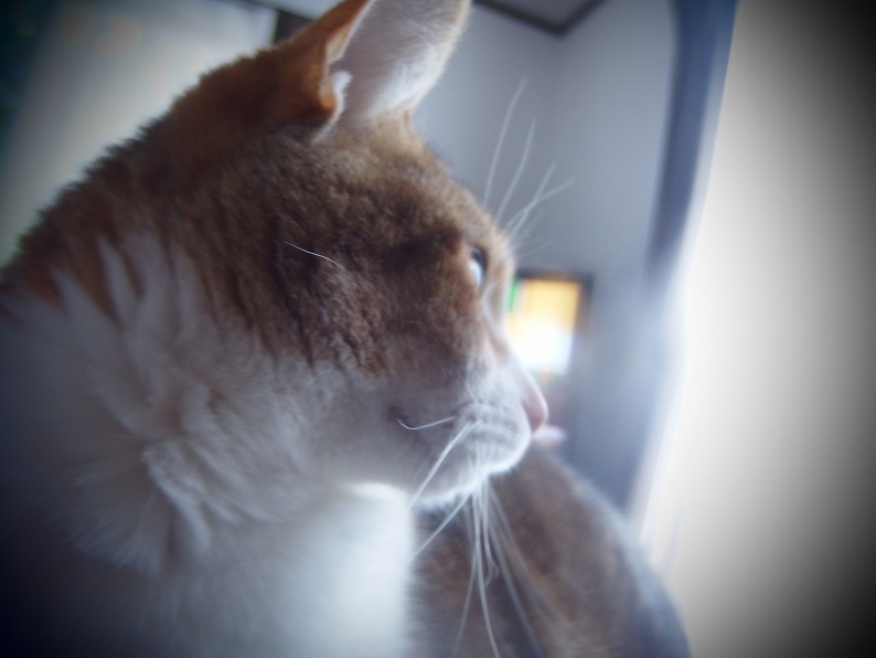 f:id:Tomy103103:20170215230940j:plain f:id:Tomy103103:20170215230940j:plain