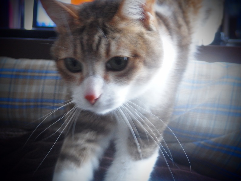 f:id:Tomy103103:20170215230941j:plain f:id:Tomy103103:20170215230941j:plain