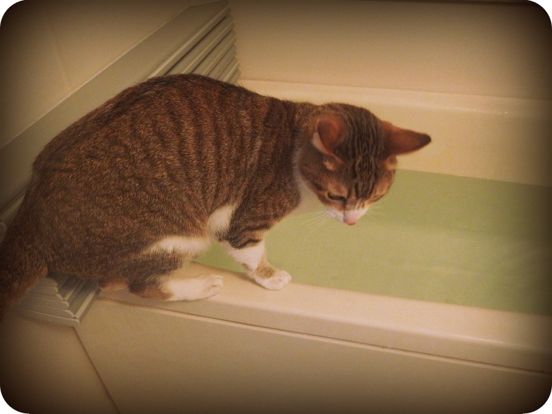 f:id:Tomy103103:20170327230206j:plain