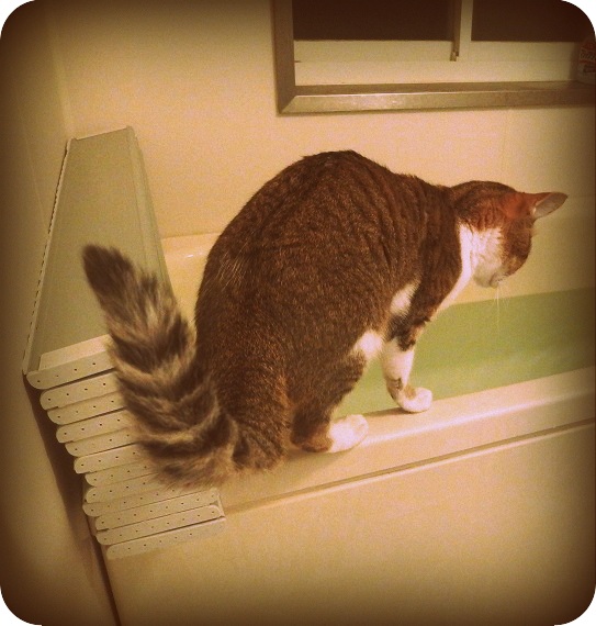 f:id:Tomy103103:20170327230208j:plain