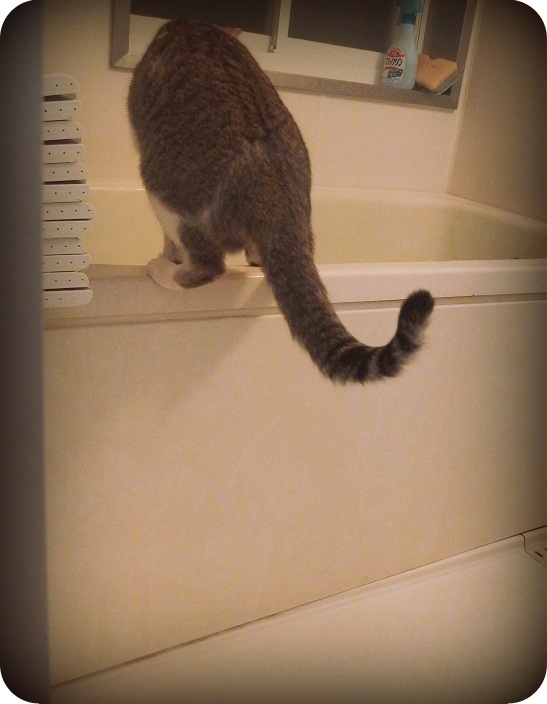 f:id:Tomy103103:20170327230209j:plain