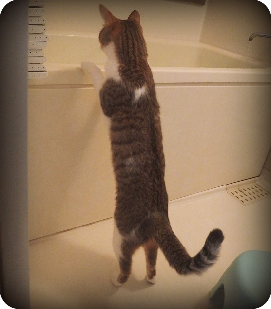 f:id:Tomy103103:20170327230210j:plain