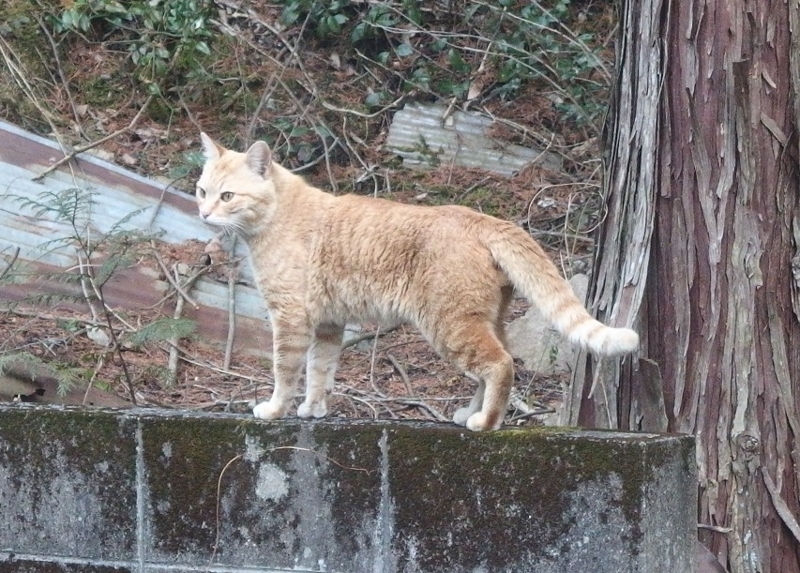 f:id:Tomy103103:20170405002500j:plain