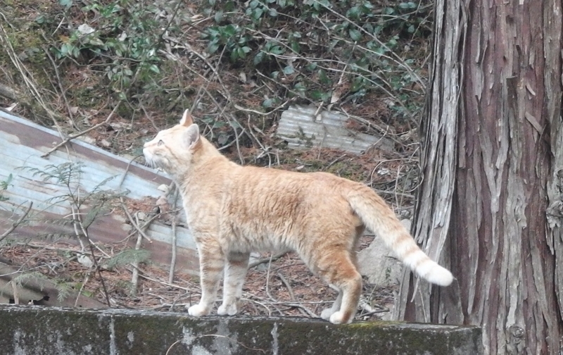 f:id:Tomy103103:20170405002502j:plain