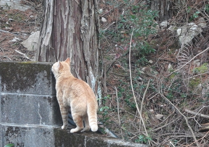 f:id:Tomy103103:20170405002503j:plain