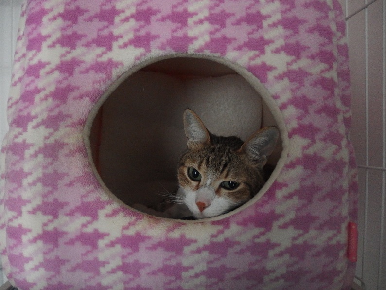 f:id:Tomy103103:20170426215612j:plain