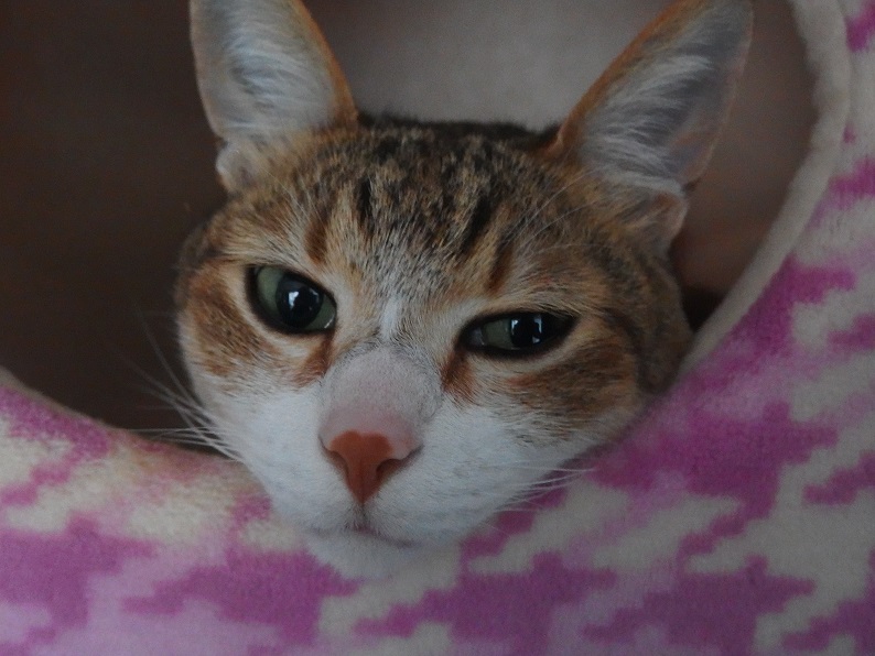 f:id:Tomy103103:20170426215613j:plain