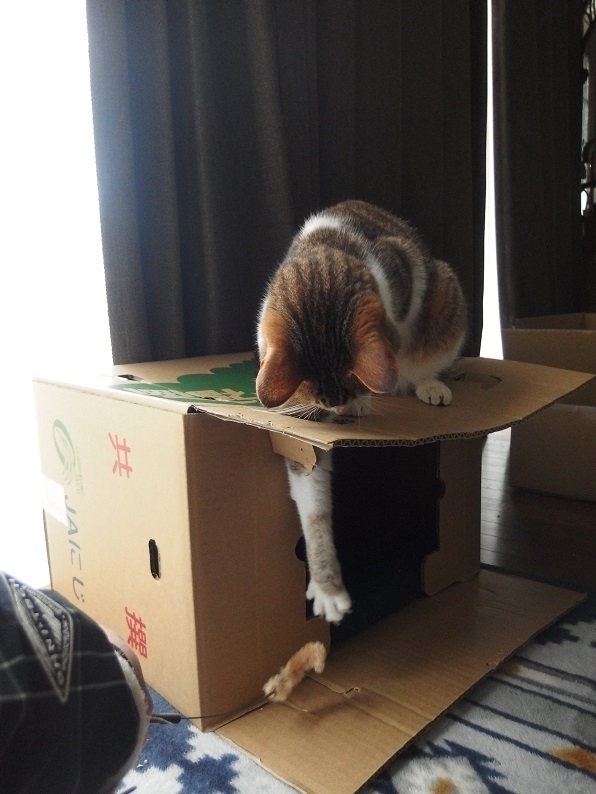 f:id:Tomy103103:20170427232433j:plain