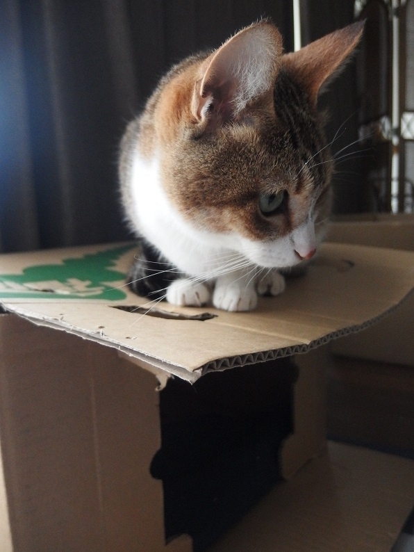 f:id:Tomy103103:20170427232454j:plain