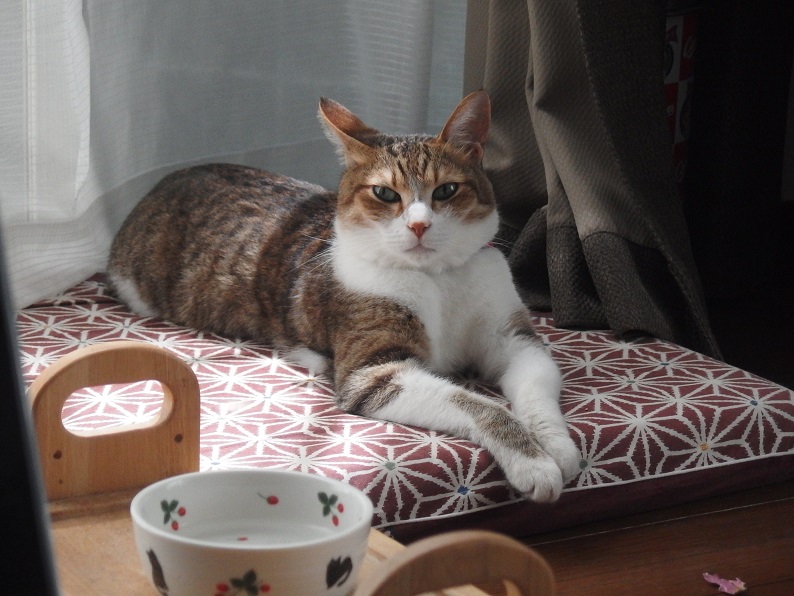 f:id:Tomy103103:20170531232841j:plain