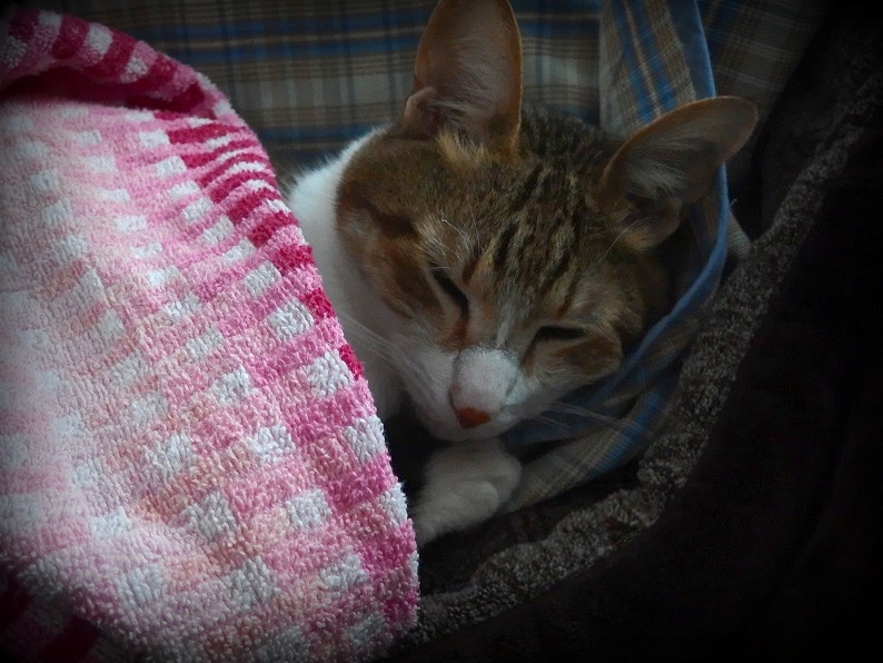 f:id:Tomy103103:20170607221505j:plain f:id:Tomy103103:20170607221505j:plain