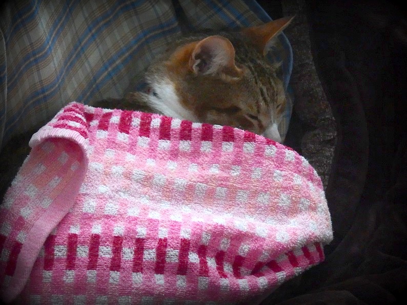 f:id:Tomy103103:20170607221508j:plain f:id:Tomy103103:20170607221508j:plain