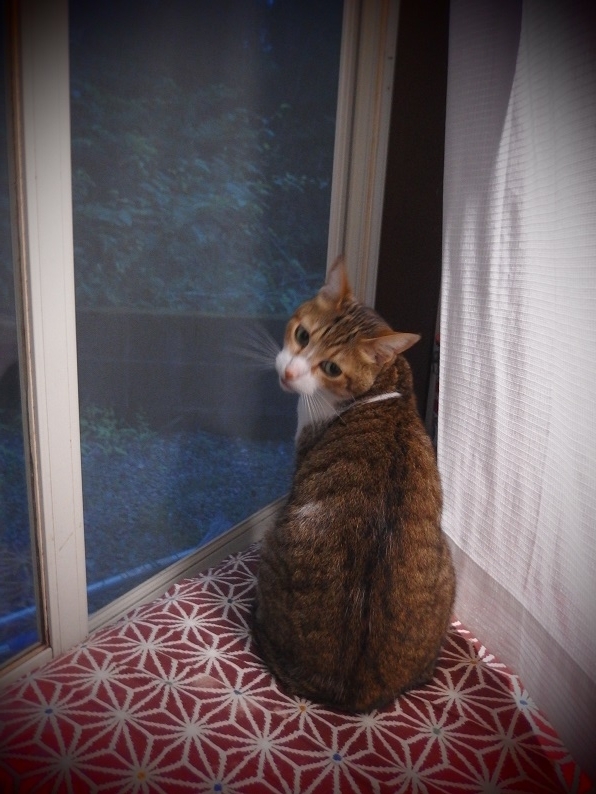 f:id:Tomy103103:20170626230851j:plain