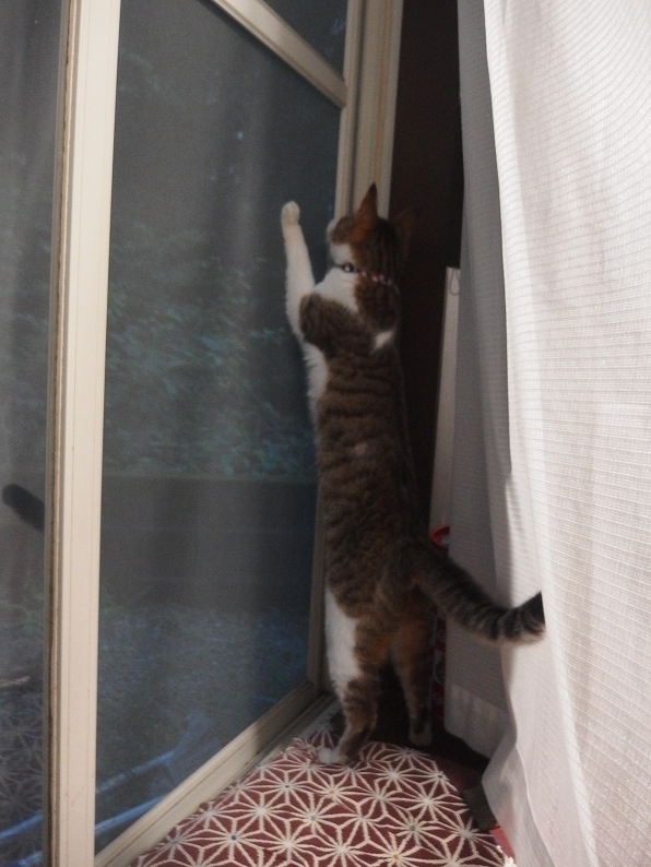 f:id:Tomy103103:20170626230853j:plain