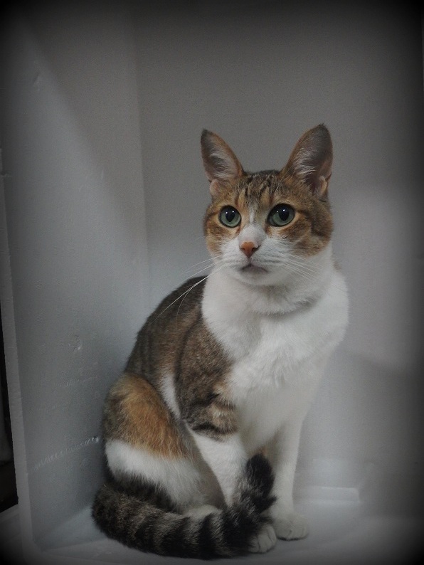 f:id:Tomy103103:20170823230923j:plain