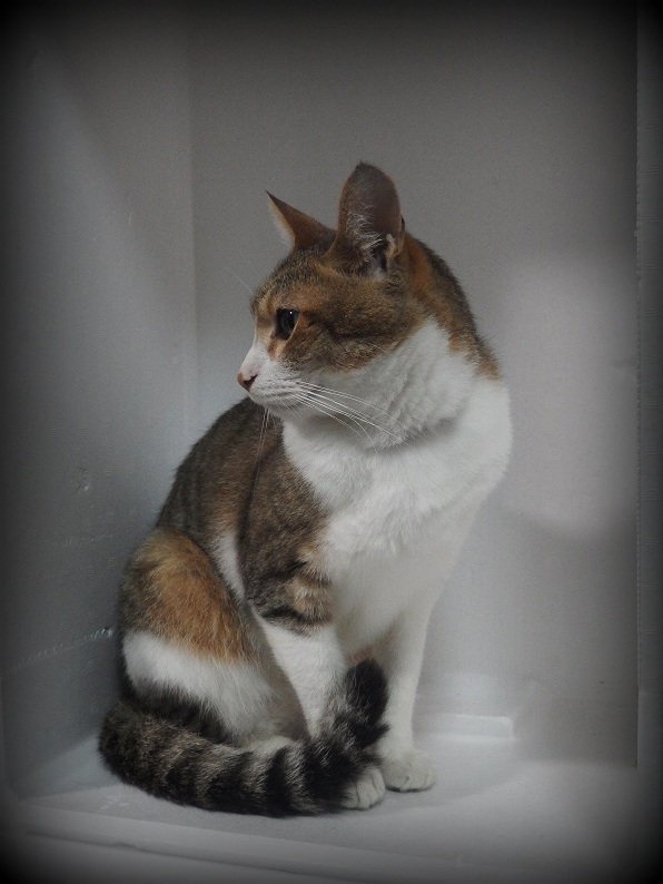 f:id:Tomy103103:20170823230928j:plain