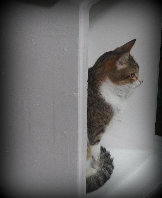 f:id:Tomy103103:20170823230933j:plain