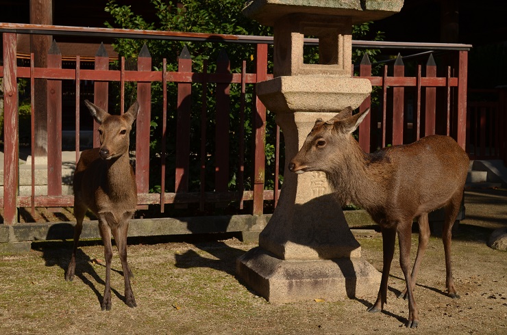 f:id:Tomy103103:20171113113019j:plain f:id:Tomy103103:20171113113019j:plain