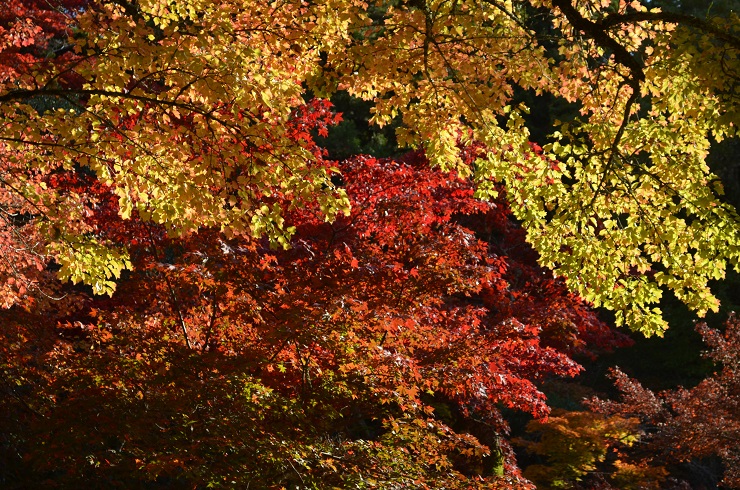 f:id:Tomy103103:20171113113023j:plain f:id:Tomy103103:20171113113023j:plain