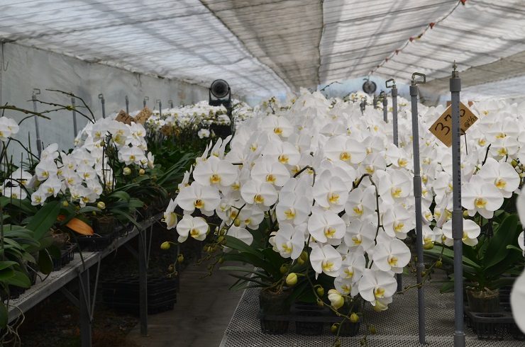 f:id:Tomy103103:20180507120731j:plain