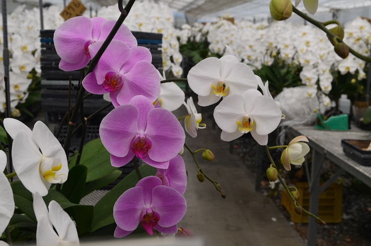 f:id:Tomy103103:20180507120735j:plain