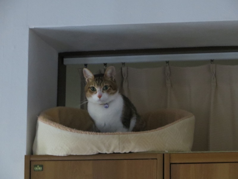 f:id:Tomy103103:20180514064211j:plain