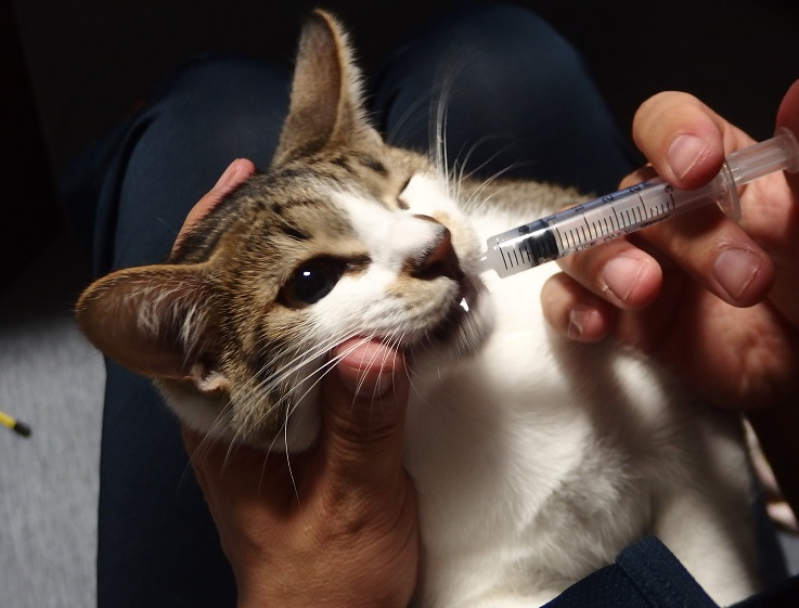 猫がくしゃみ】病院に連れて行ってみた。猫風邪の治療費はいくらかかっ 