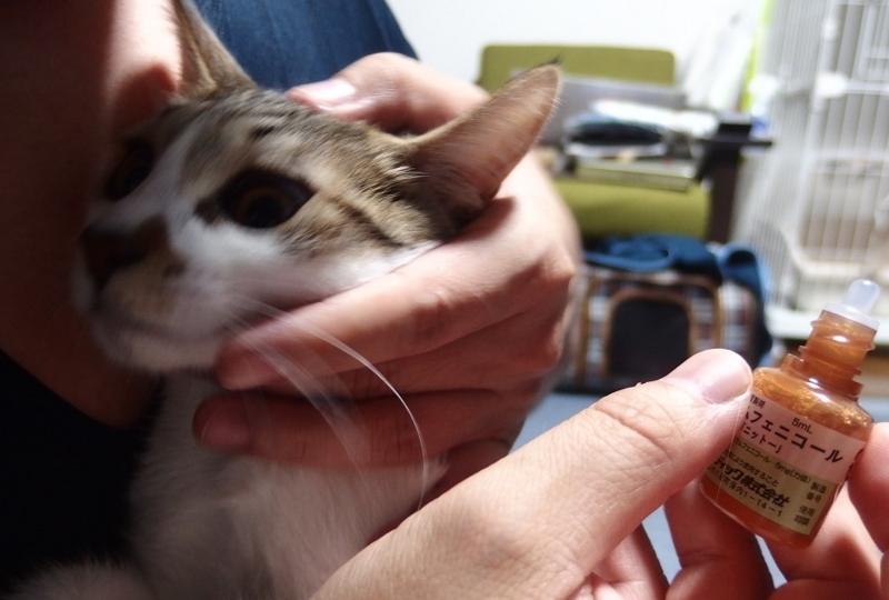 猫がくしゃみ】病院に連れて行ってみた。猫風邪の治療費はいくらかかっ 