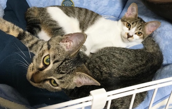 猫がドア開けて困った ドライバー一本で簡単に出来る防止策 続かわねこ作成日誌