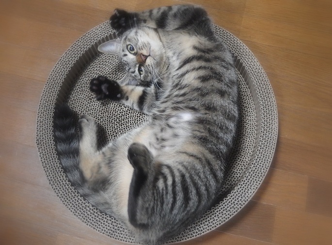 f:id:Tomy103103:20190108121602j:plain