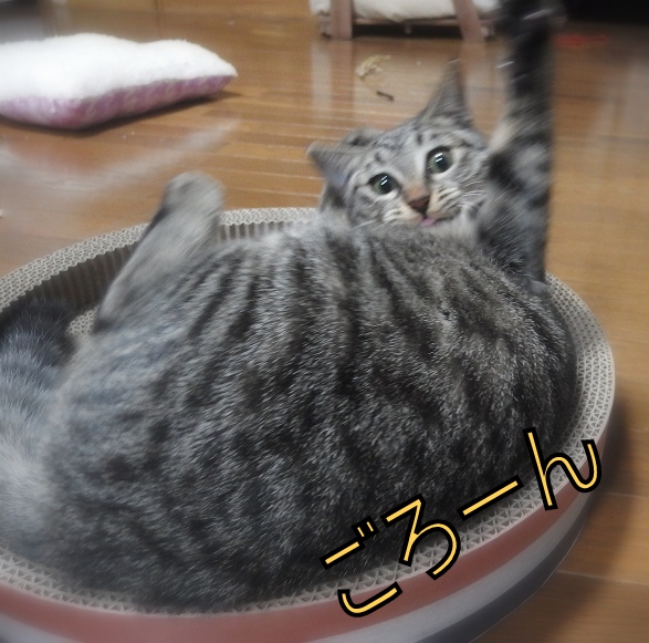 f:id:Tomy103103:20190108121605j:plain