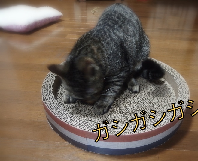 f:id:Tomy103103:20190108121608j:plain