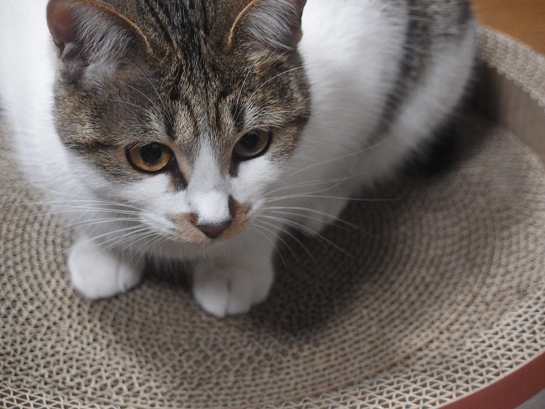 f:id:Tomy103103:20190108121643j:plain