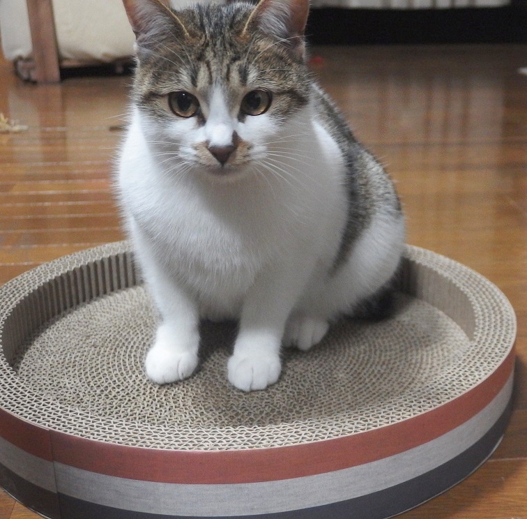 f:id:Tomy103103:20190108121646j:plain