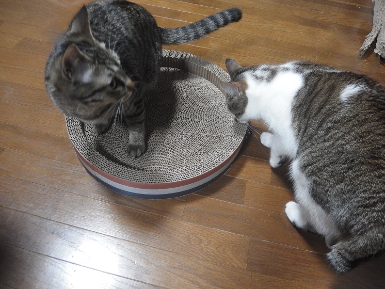 f:id:Tomy103103:20190108121652j:plain