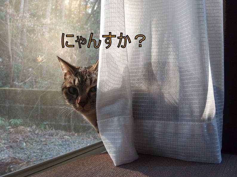 f:id:Tomy103103:20190109203549j:plain