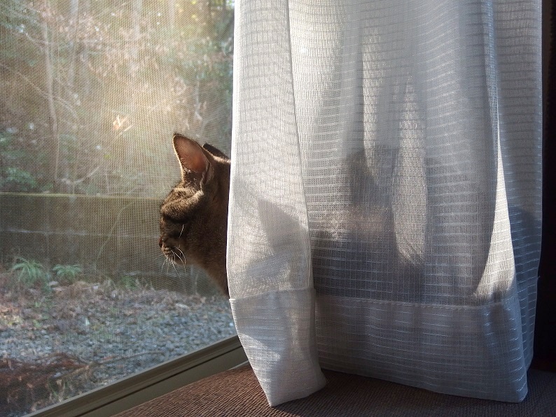 f:id:Tomy103103:20190109203551j:plain