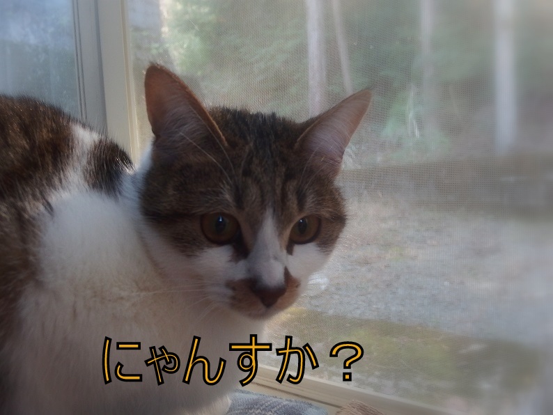 f:id:Tomy103103:20190109203624j:plain