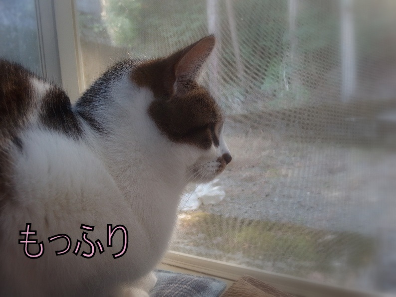 f:id:Tomy103103:20190109203627j:plain