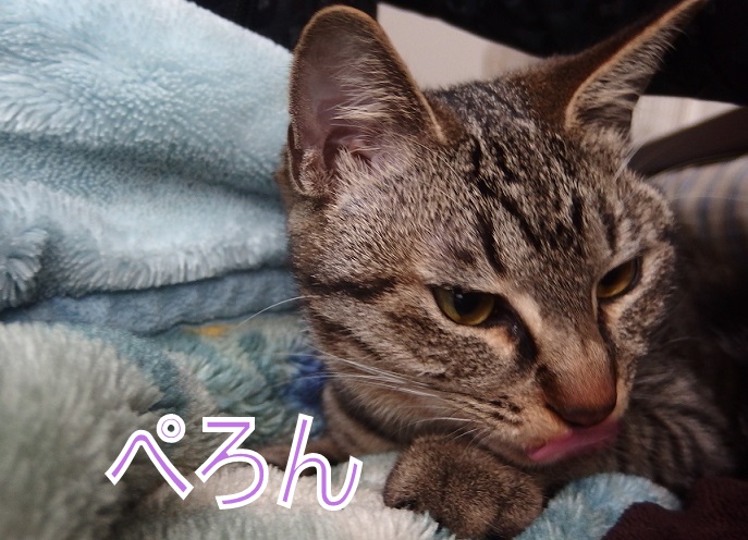 f:id:Tomy103103:20190111090106j:plain