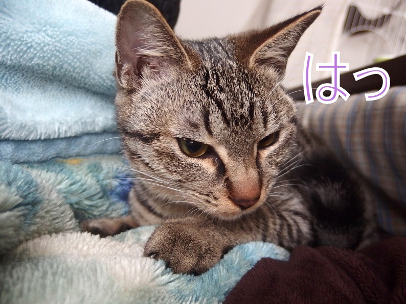 f:id:Tomy103103:20190111090108j:plain