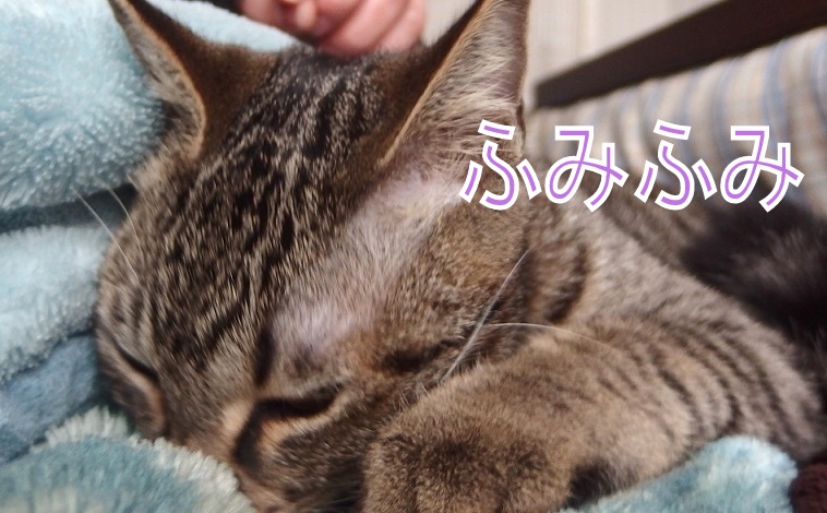 f:id:Tomy103103:20190111090115j:plain
