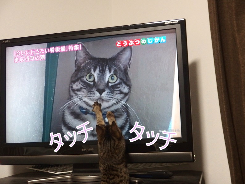 f:id:Tomy103103:20190116205946j:plain