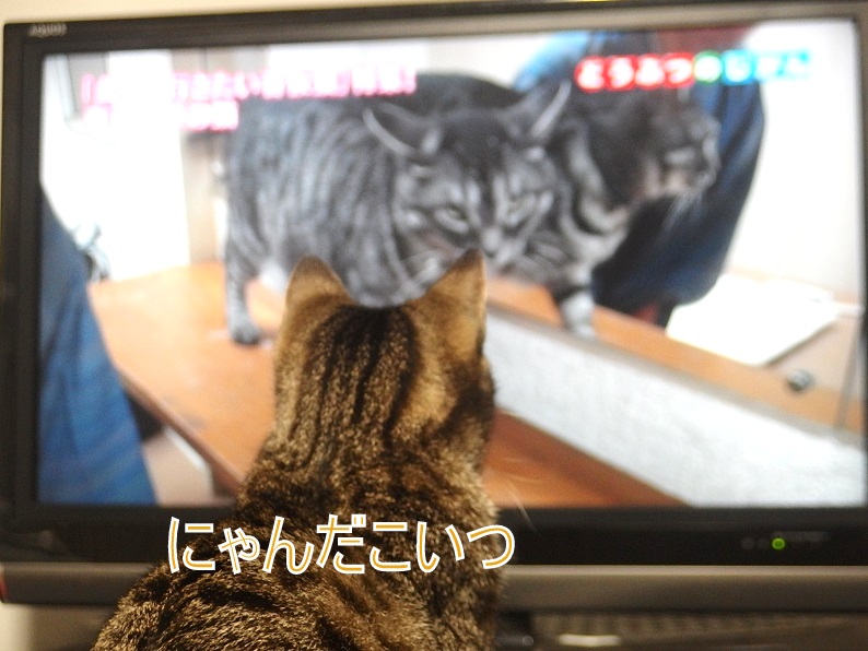 f:id:Tomy103103:20190116205952j:plain
