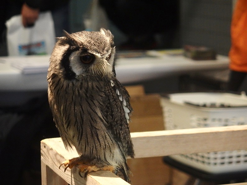 f:id:Tomy103103:20190120210434j:plain