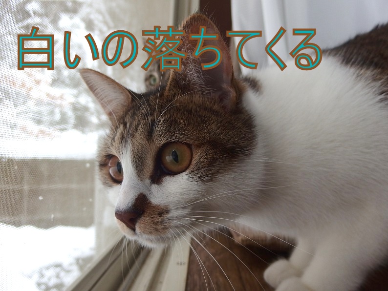 f:id:Tomy103103:20190201095147j:plain